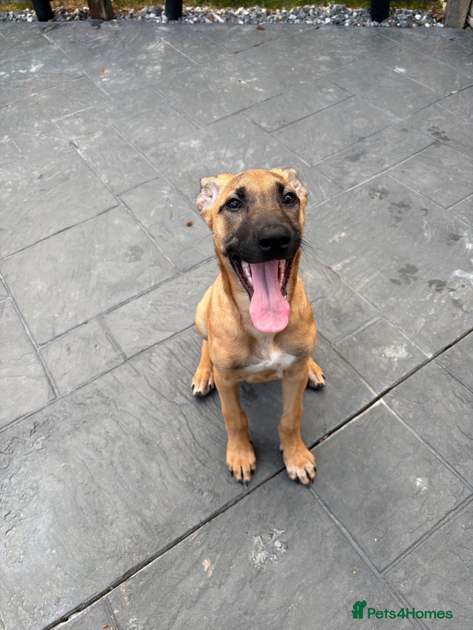 Mixed Breed dogs Female ridgeback x Dutch hearder - Advert 13
