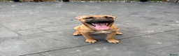 Mixed Breed dogs for sale: Female ridgeback x Dutch hearder - Advert 1