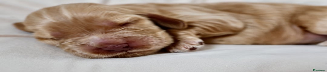Cocker Spaniel Puppy 4