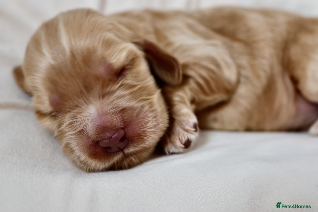Cocker Spaniel dogs for sale: Beautiful family SHOW cocker spaniels - Image 8