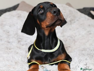 Dobermann dogs - Advert 2