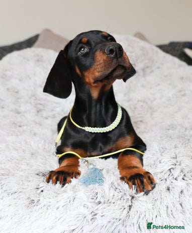 Dobermann dogs - Advert 2