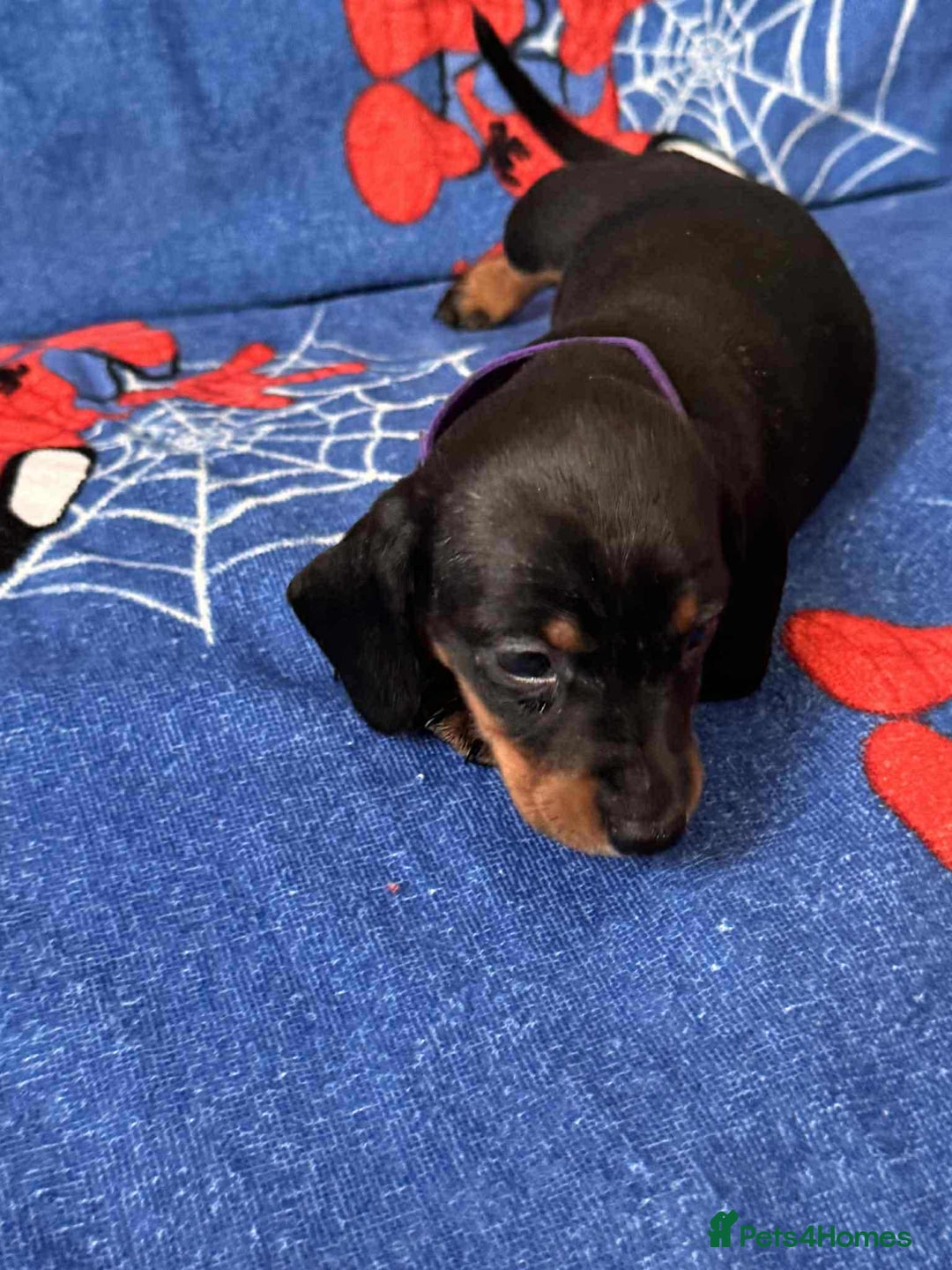 Miniature Dachshund dogs for sale: Miniature dachshund  - Advert 34