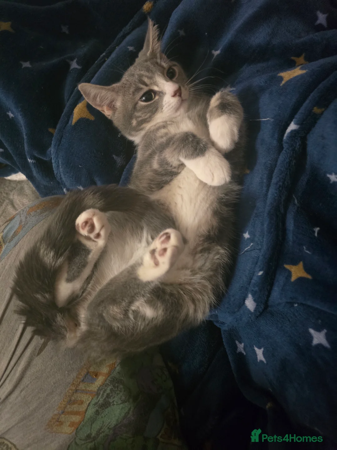 Mixed Breed cats for sale: 2 adorable kittens for sale £50 ONO - Advert 22