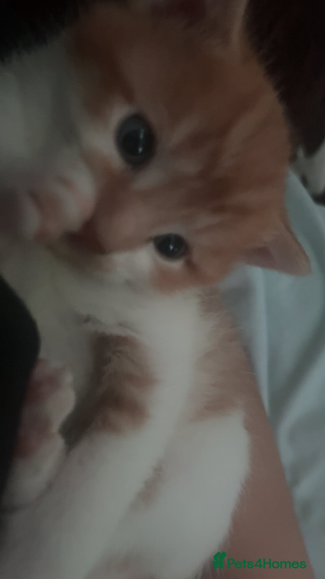 Mixed Breed cats for sale: Orange kitties 💕🍊 - Advert 19