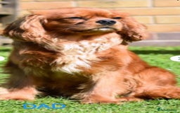 Cavalier King Charles Spaniel dogs for sale: KC health tested cavalier puppies - Image 13