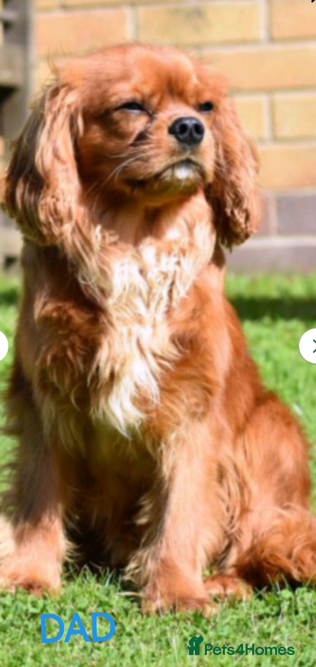 Cavalier King Charles Spaniel dogs for sale: KC health tested cavalier puppies - Image 13
