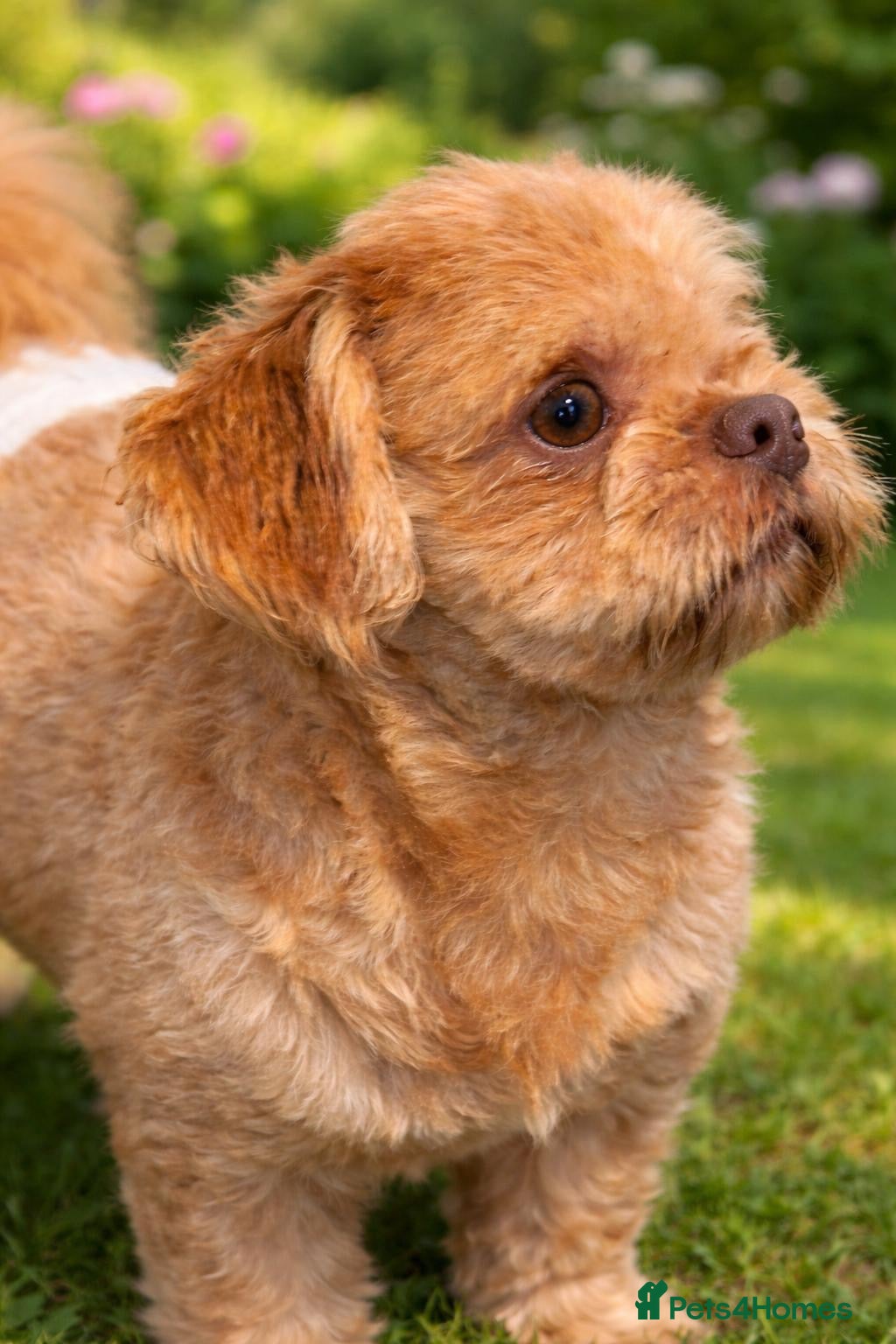 Shih Tzu dogs Auroras Stud fertility inc Proven Imperial - Advert 3