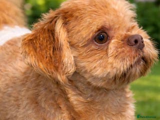 Shih Tzu dogs Auroras Stud fertility inc Proven Imperial - Advert 12