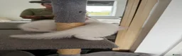 Mixed Breed cats for sale: Kittens very unusual  - Advert 13
