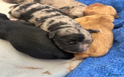 Cockapoo dogs for sale: Cockapoo litter  - Image 11