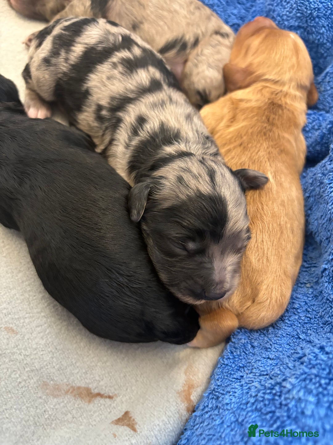 Cockapoo dogs for sale: Cockapoo litter  - Image 11