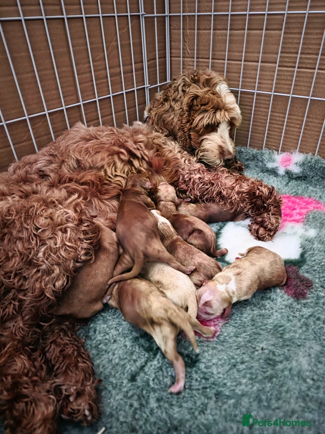 Cockapoo dogs for sale: Stunning cockapoo puppies  - Advert 1