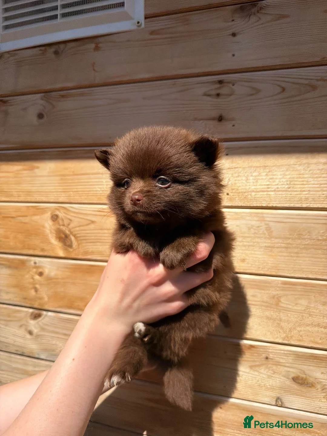 Pomeranian dogs for stud: Tropical Pomeranian  - Advert 2