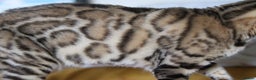 Bengal cats for sale: Exceptional Seal Sepia Bengal Queen  - Advert 1