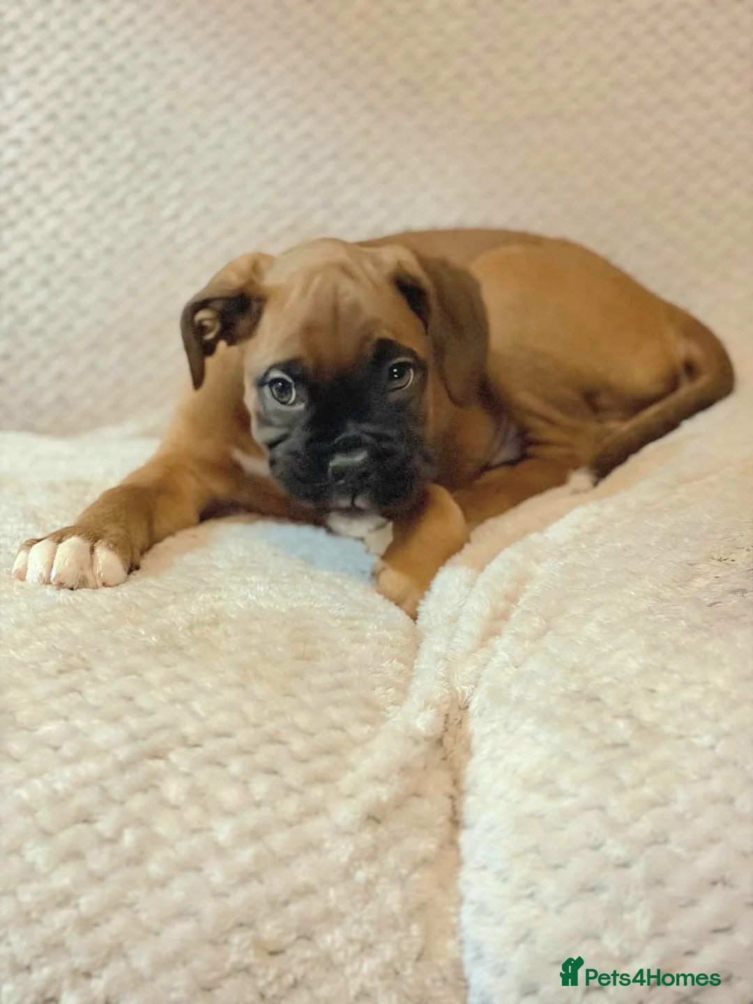Boxer dogs for sale: Boxer puppies for sale  - Advert 9