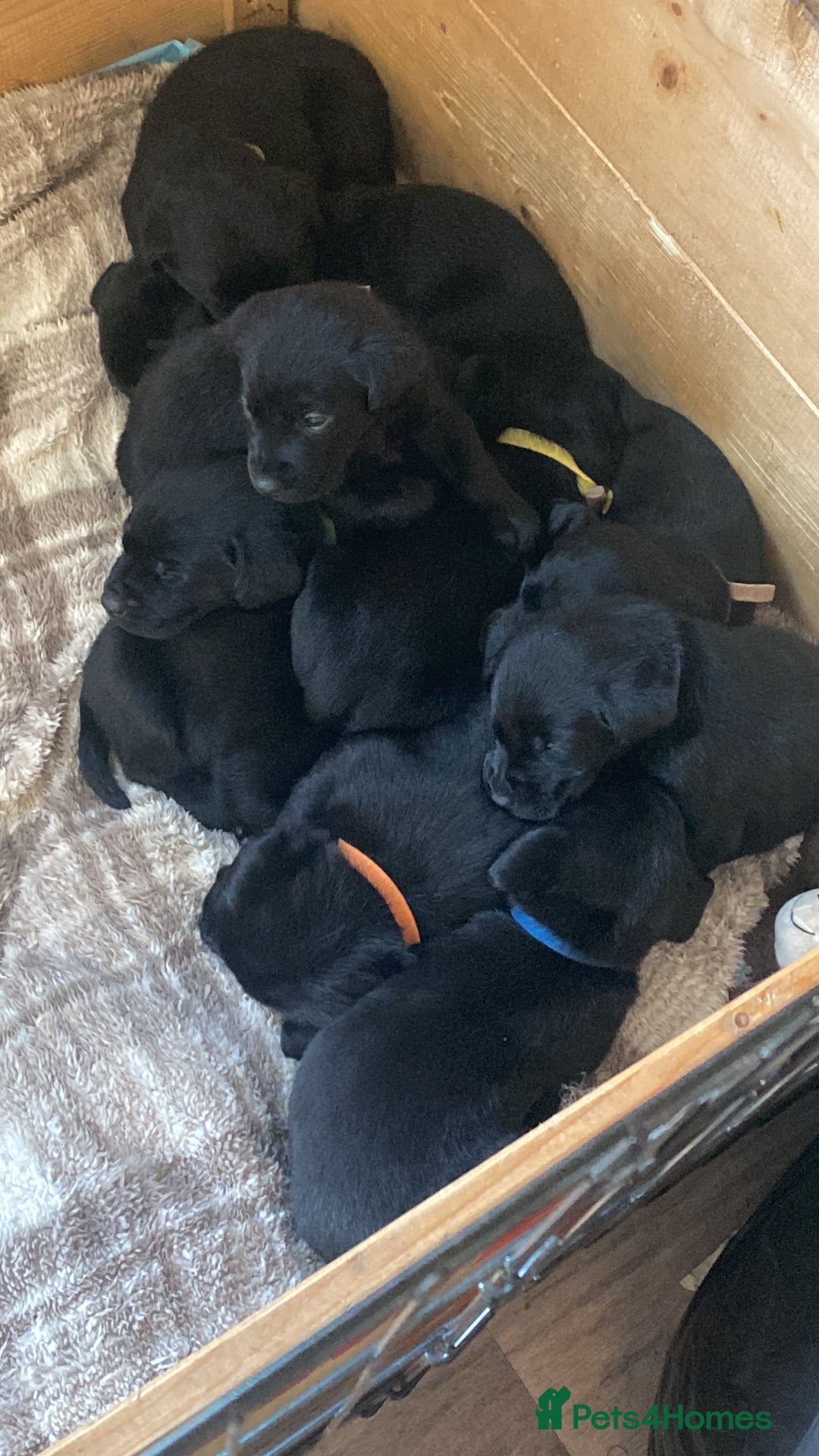 Labrador Retriever dogs for sale: Black Labrador puppy’s for sale  - Advert 3