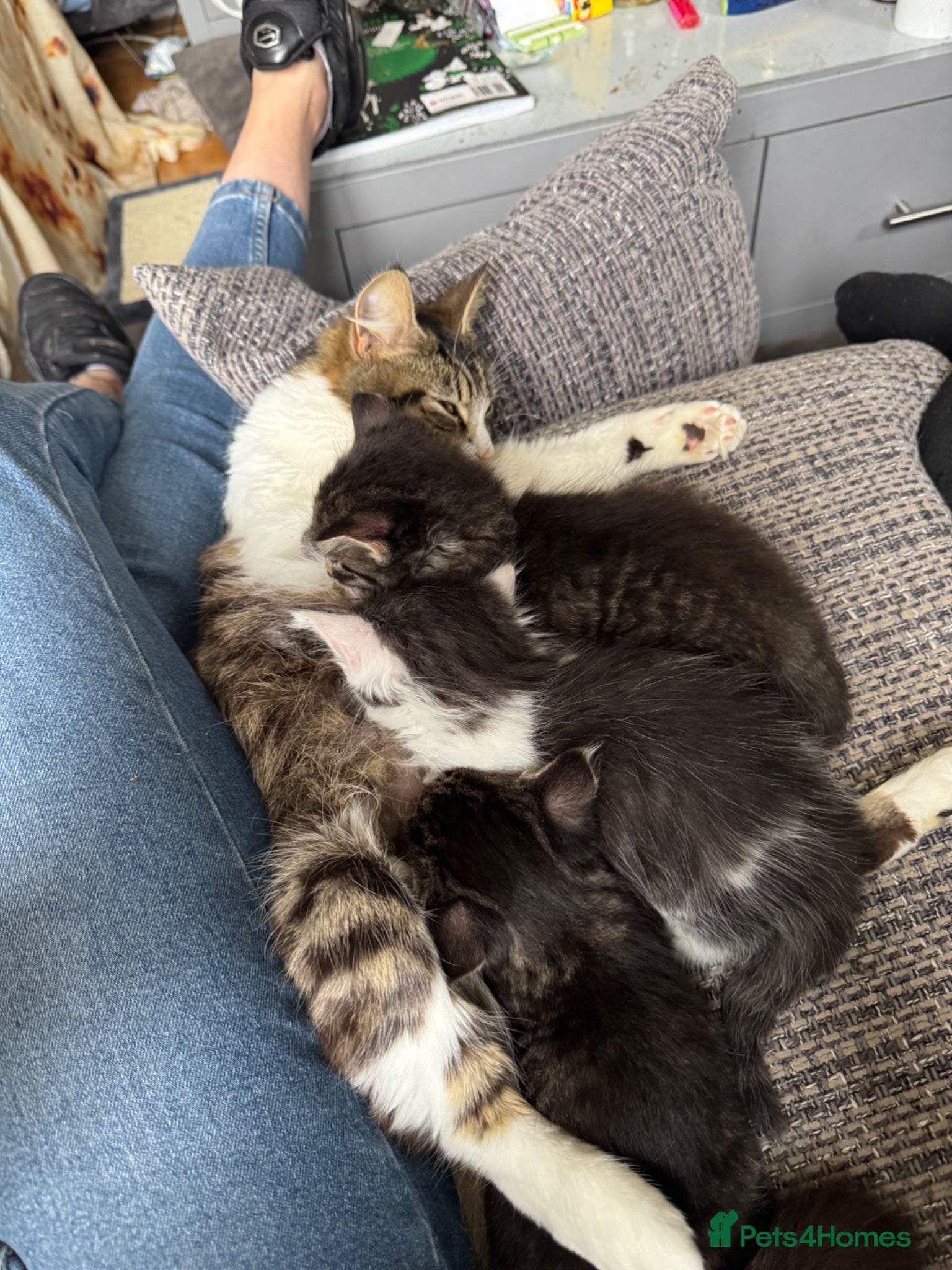 Mixed Breed cats 3 gorgeous kittens for sale - Advert 8