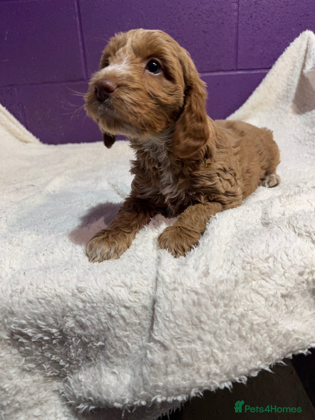 Cockapoo dogs for sale: Gorgeous F1 Cockapoo puppies! - Advert 7