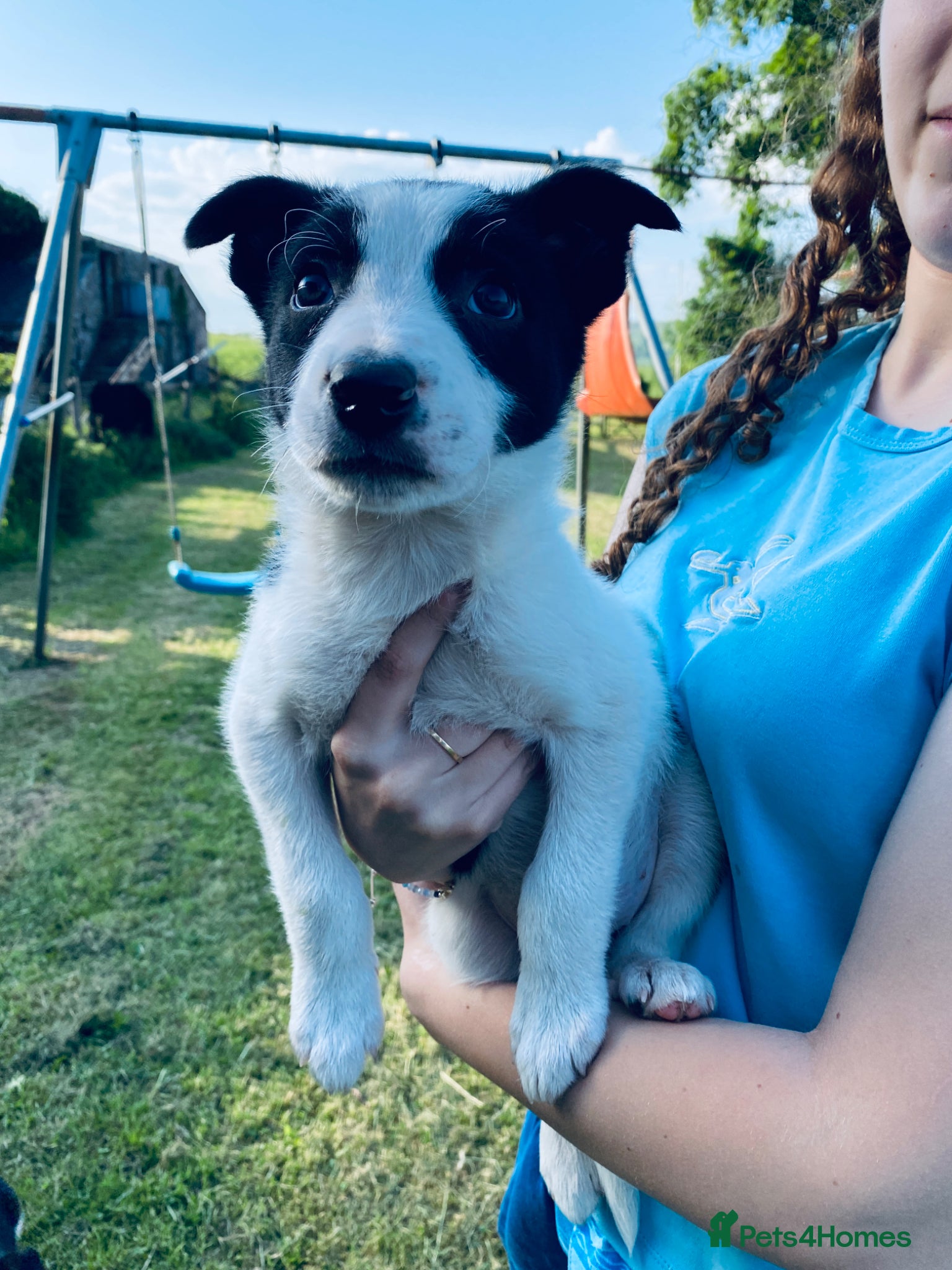 Border Collie dogs for sale: Super litter of border collies - Advert 3