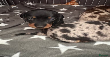Miniature Dachshund dogs - Advert 6