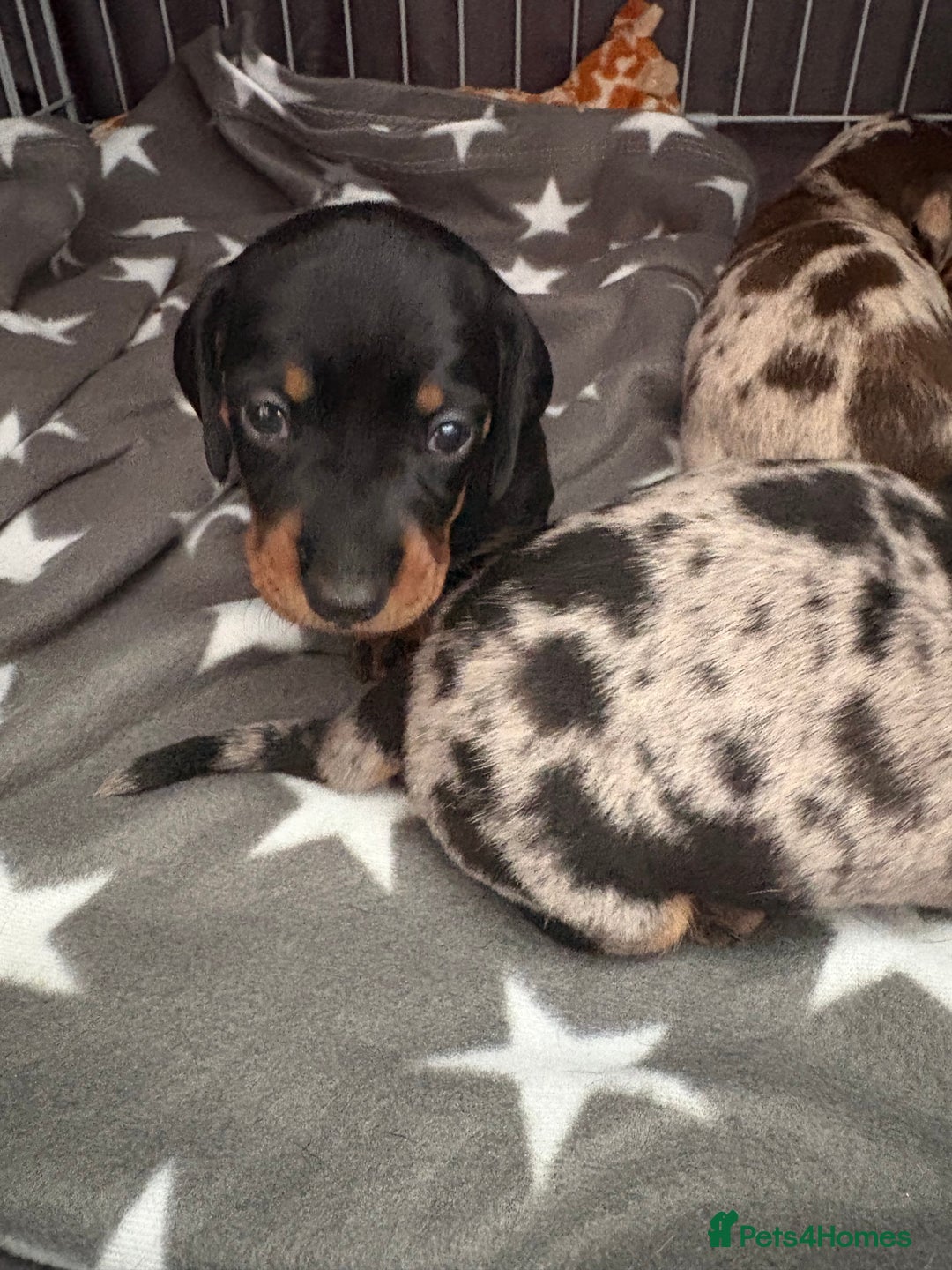 Miniature Dachshund dogs for sale: Venus is a mama to 5! - Image 3