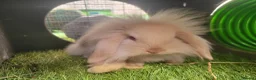 Mini Lion Lop rabbits for sale: Adorable Mini Lion Lops - READY JULY 1ST - Advert 19