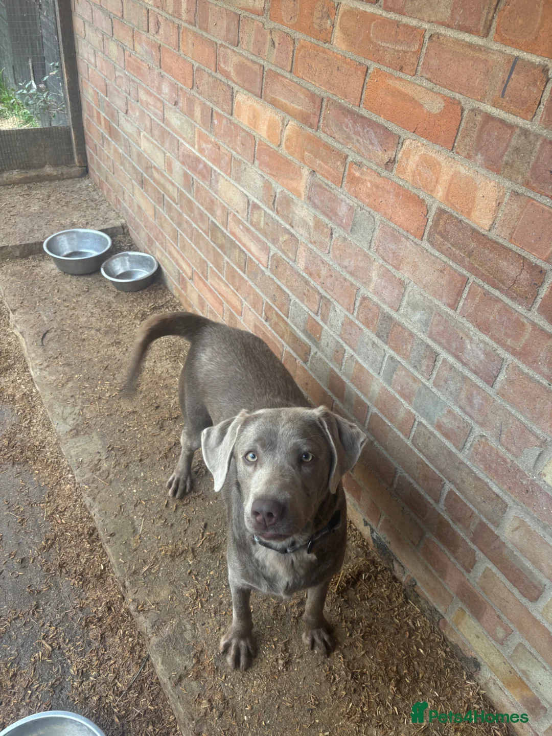 Labrador Retriever dogs for sale: Kc registered silver Labrador  - Advert 2