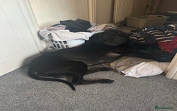 Mixed Breed dogs for sale: 2 year old Sharweiler (Sharpei x Rottweiler) - Image 8