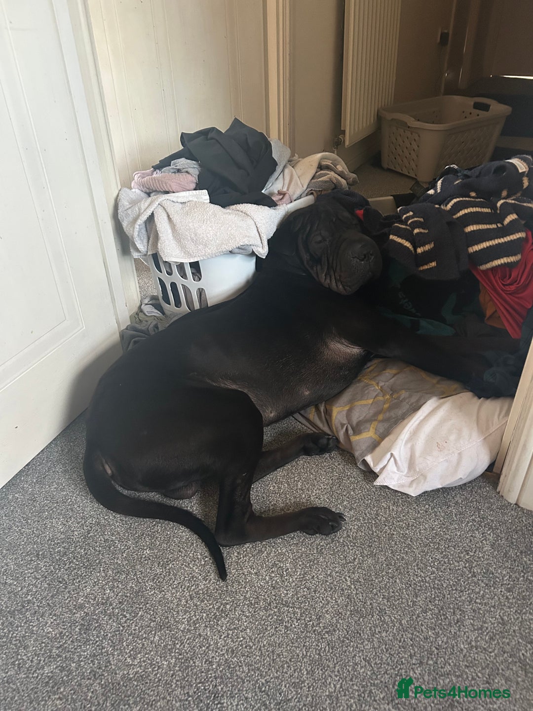 Mixed Breed dogs for sale: 2 year old Sharweiler (Sharpei x Rottweiler) - Image 8