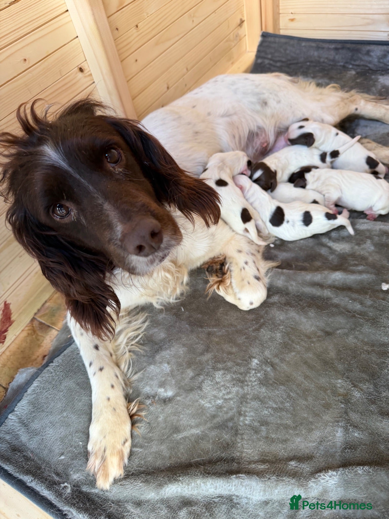 English Springer Spaniel dogs Quality English Working Springer Spaniel Puppies - Advert 2