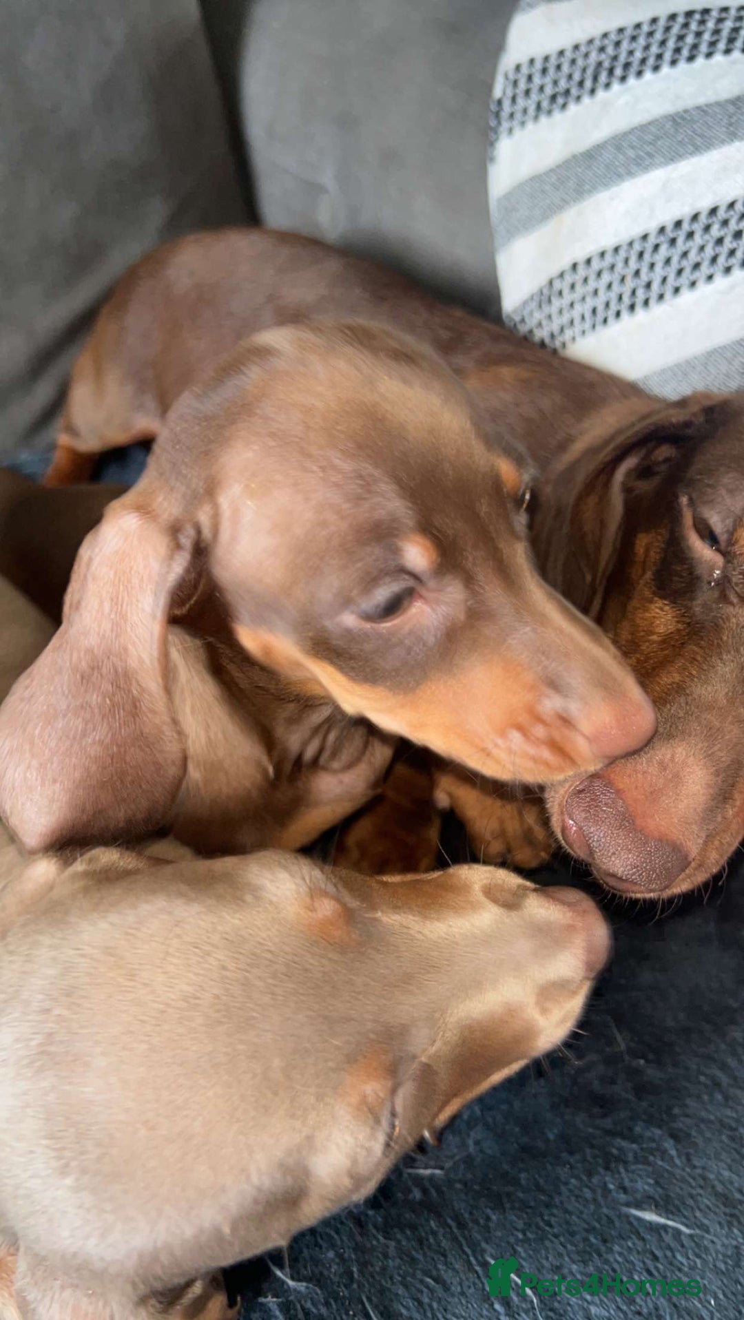 Miniature Dachshund dogs for sale: Miniature dachshund  - Image 3