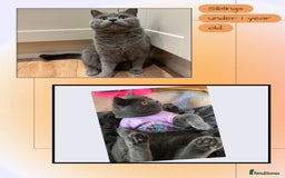 British Shorthair cats for sale: ♥️ Fun Loving British Shorthair Kittens♥️ - Image 19