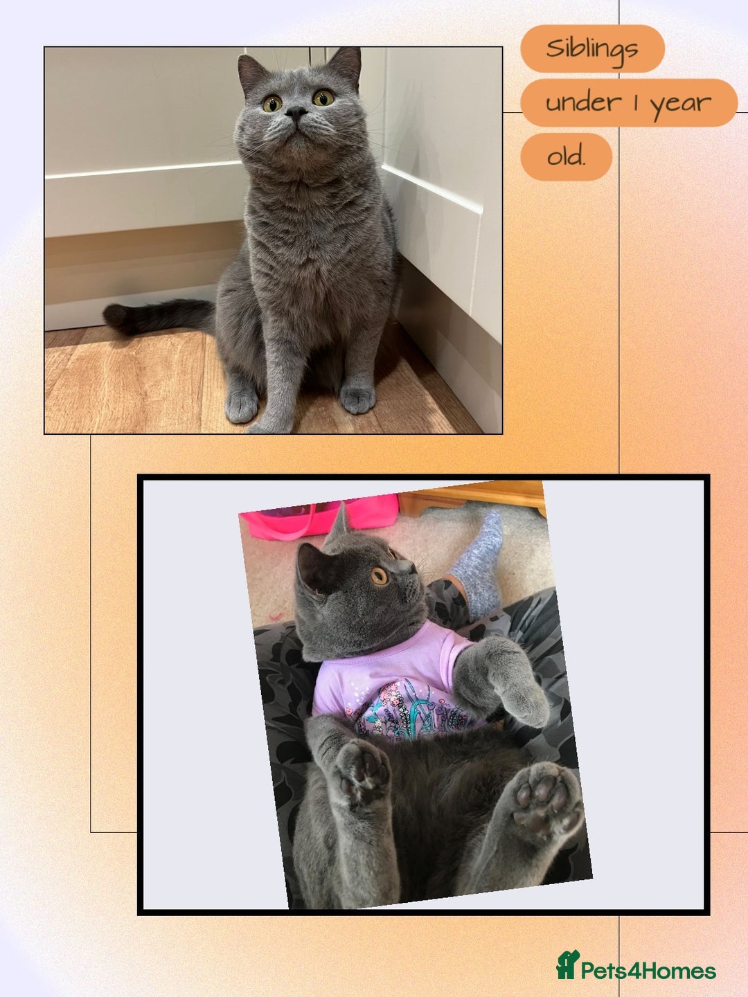British Shorthair cats for sale: ♥️ Fun Loving British Shorthair Kittens♥️ - Image 19