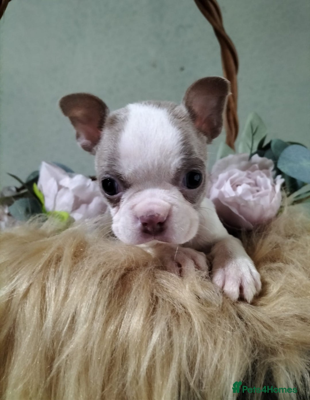 Boston Terrier dogs for sale: Rare Merle Champagne Boston Terriers - Image 4
