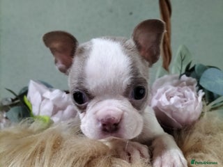 Boston Terrier dogs - Advert 1