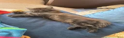 Maine Coon cats for sale: Mixed mainecoons  - Advert 3