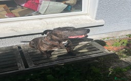 Mixed Breed dogs for sale: Home needed asap. Murphy ,8 year old - Image 3