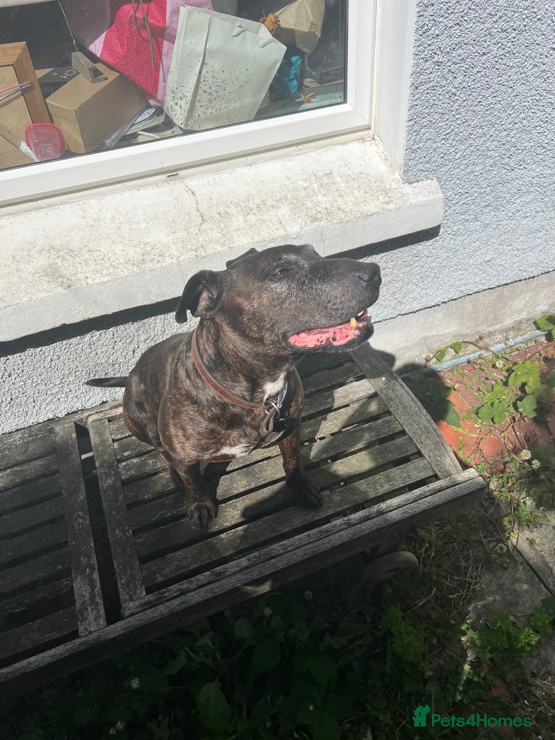 Mixed Breed dogs for sale: Home needed asap. Murphy ,8 year old - Image 3