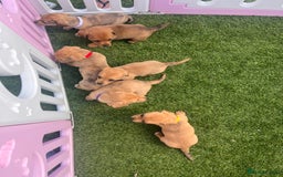 Mixed Breed dogs for sale: 7 beautiful jackshund puppies for sale - Image 38