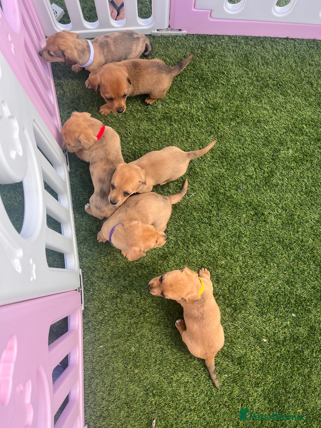 Mixed Breed dogs for sale: 7 beautiful jackshund puppies for sale - Image 38