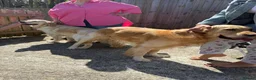 Golden Retriever dogs for stud: Beautiful KC-Reg Golden Retriever Stud (proven) - Advert 4