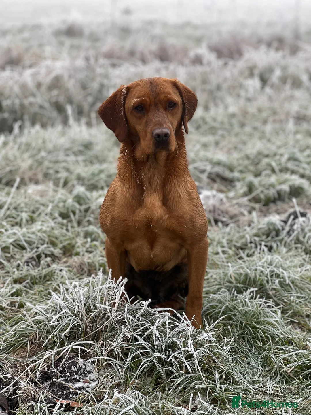 Labrador Retriever dogs for sale: Stunning Fox Red Labrador pups for sale - Advert 2