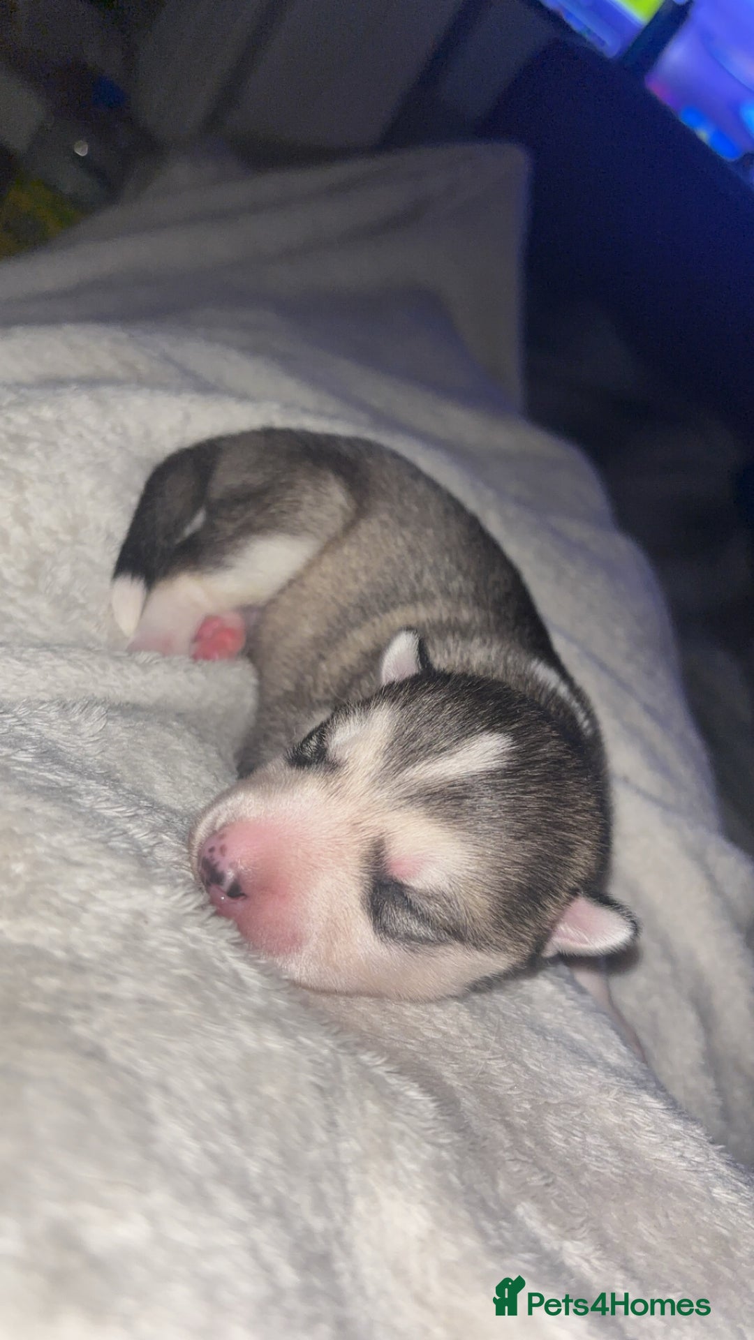 Siberian Husky dogs for sale: 6 Beautiful Siberian Husky’s ❤️ - Advert 3