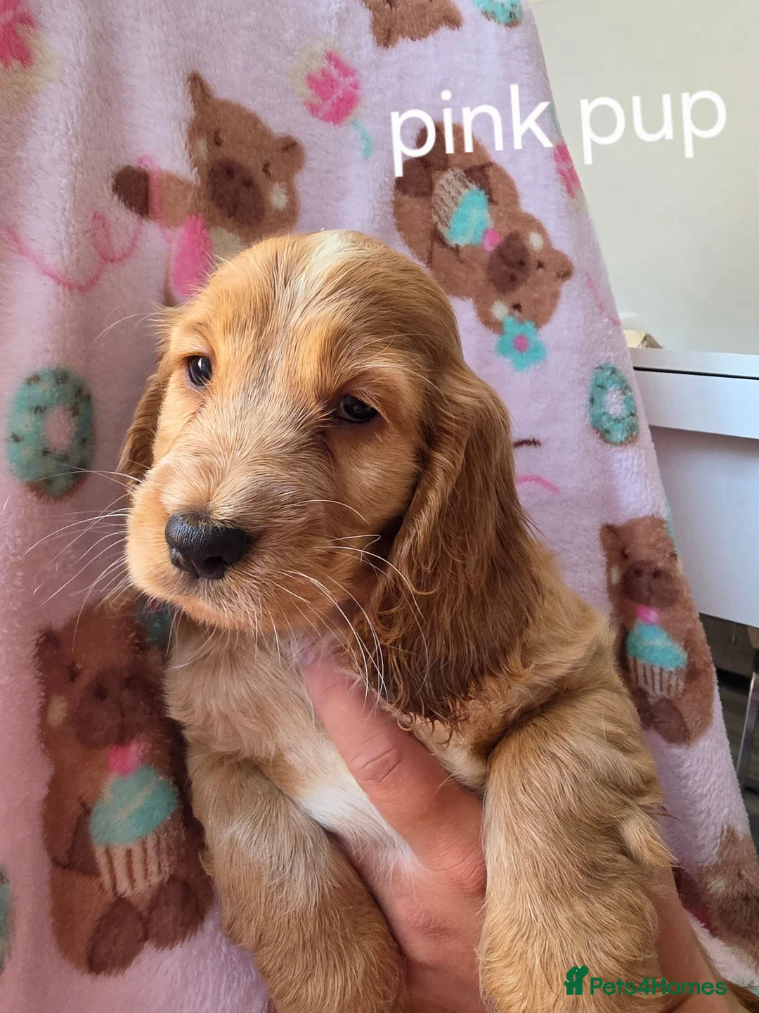 Cocker Spaniel dogs for sale: Show coocker spainel  - Advert 3