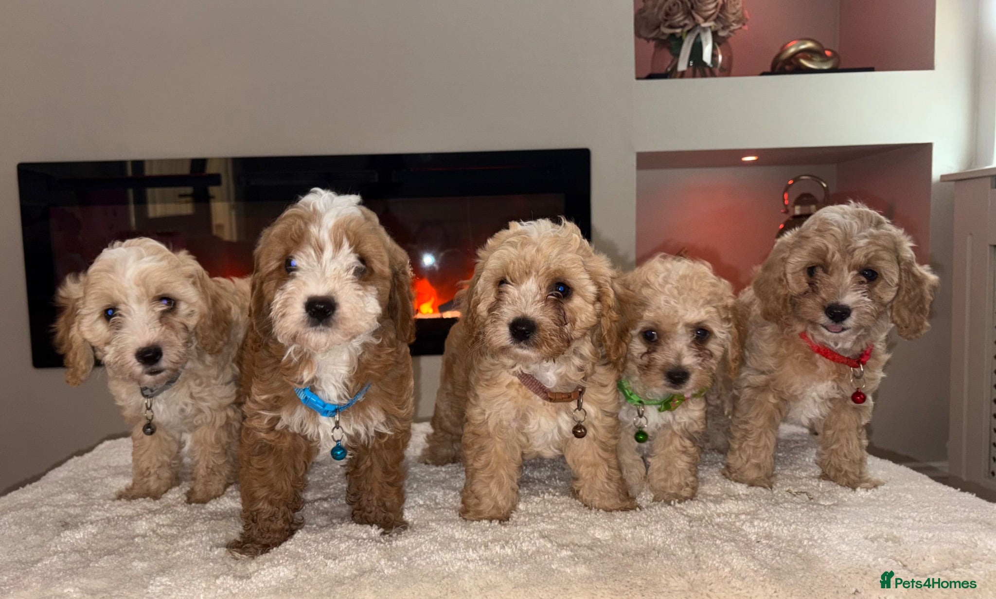 Cavapoo dogs Gorgeous Cavapoo puppies  - Advert 2