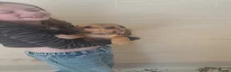 Bloodhound dogs for sale: Bloodhound Puppies - Advert 22