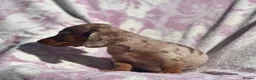 Miniature Dachshund dogs for sale: Miniature smooth coat dachshund puppies - Advert 6