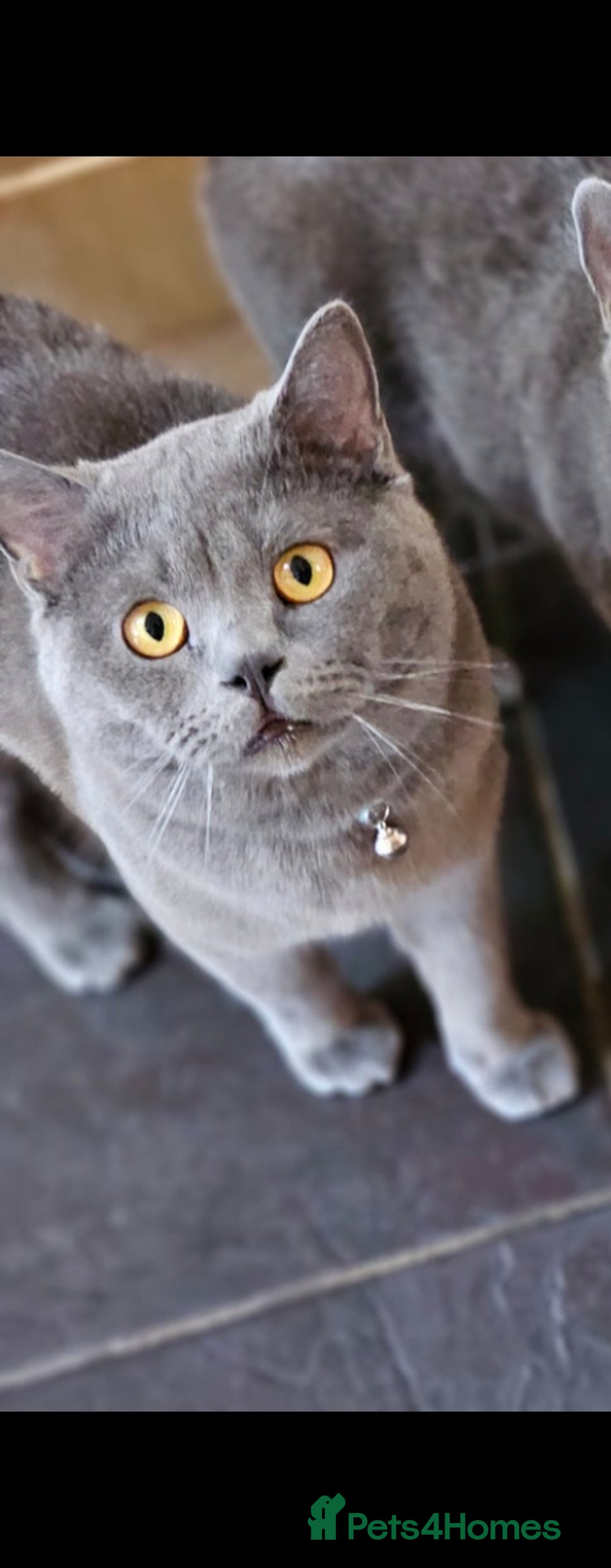 British Shorthair cats for sale: Male British shorthair  - Image 2