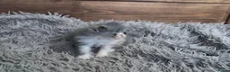 Persian cats for sale: 🐾 Beautiful Persian Kittens 🐾 - Advert 27